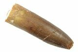 Fossil Sauropod Dinosaur (Titanosaur?) Tooth - Morocco #238739-1